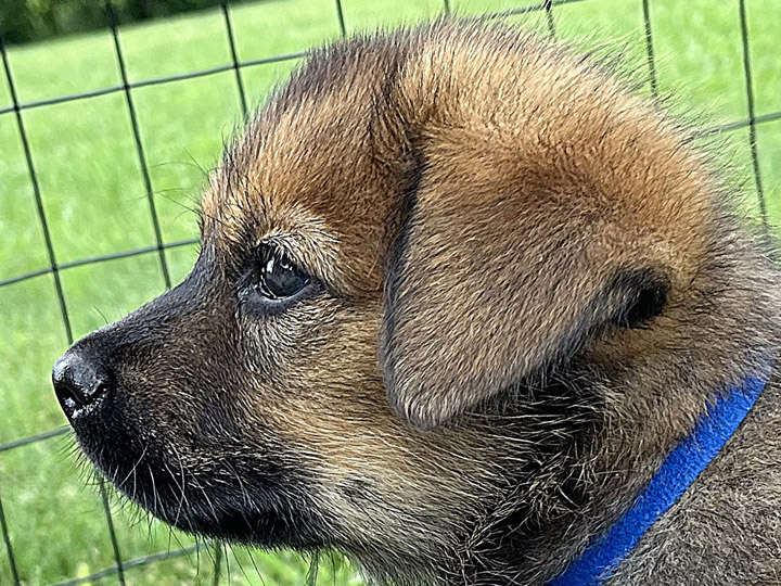 chinook puppy